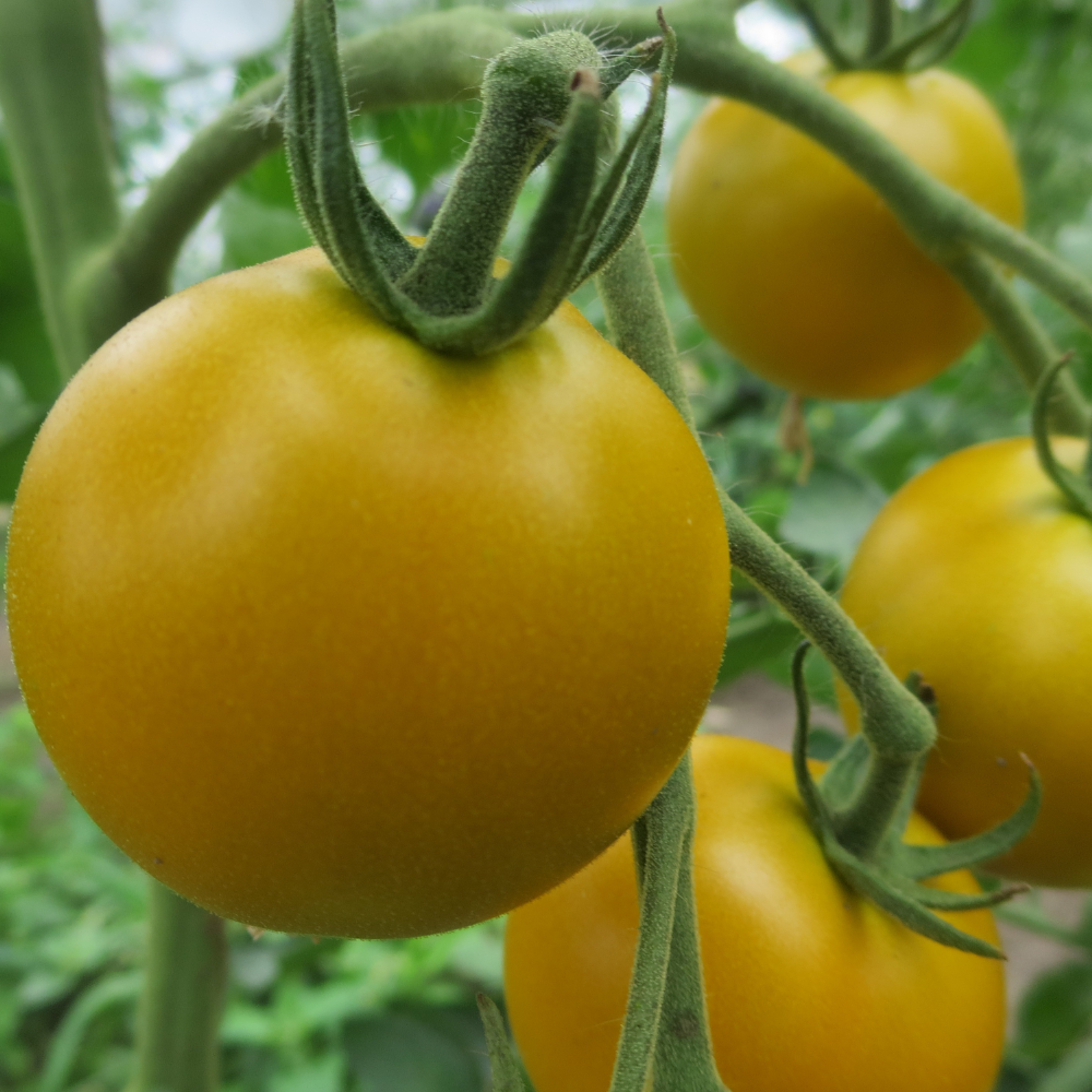 Prallgelbe Tomatenpflanze