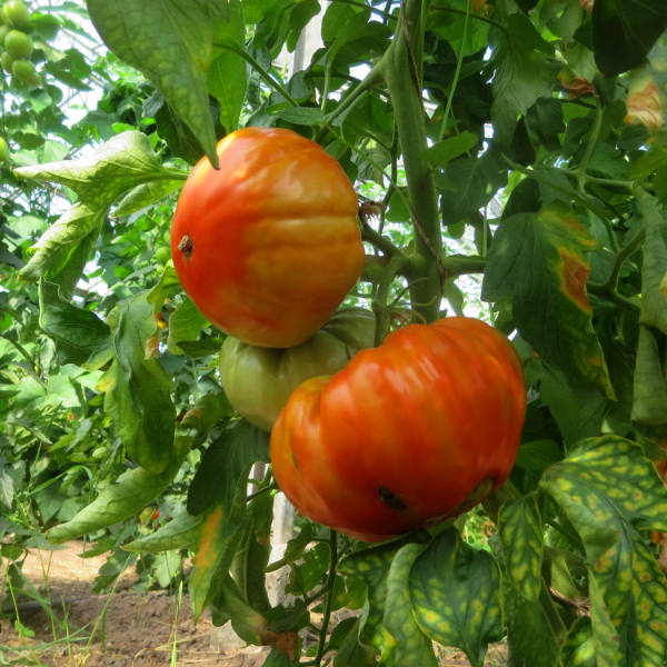 Rot und Orange Paradeiser