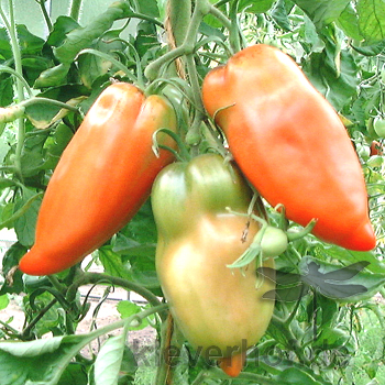 Orange längliche Tomatensorte