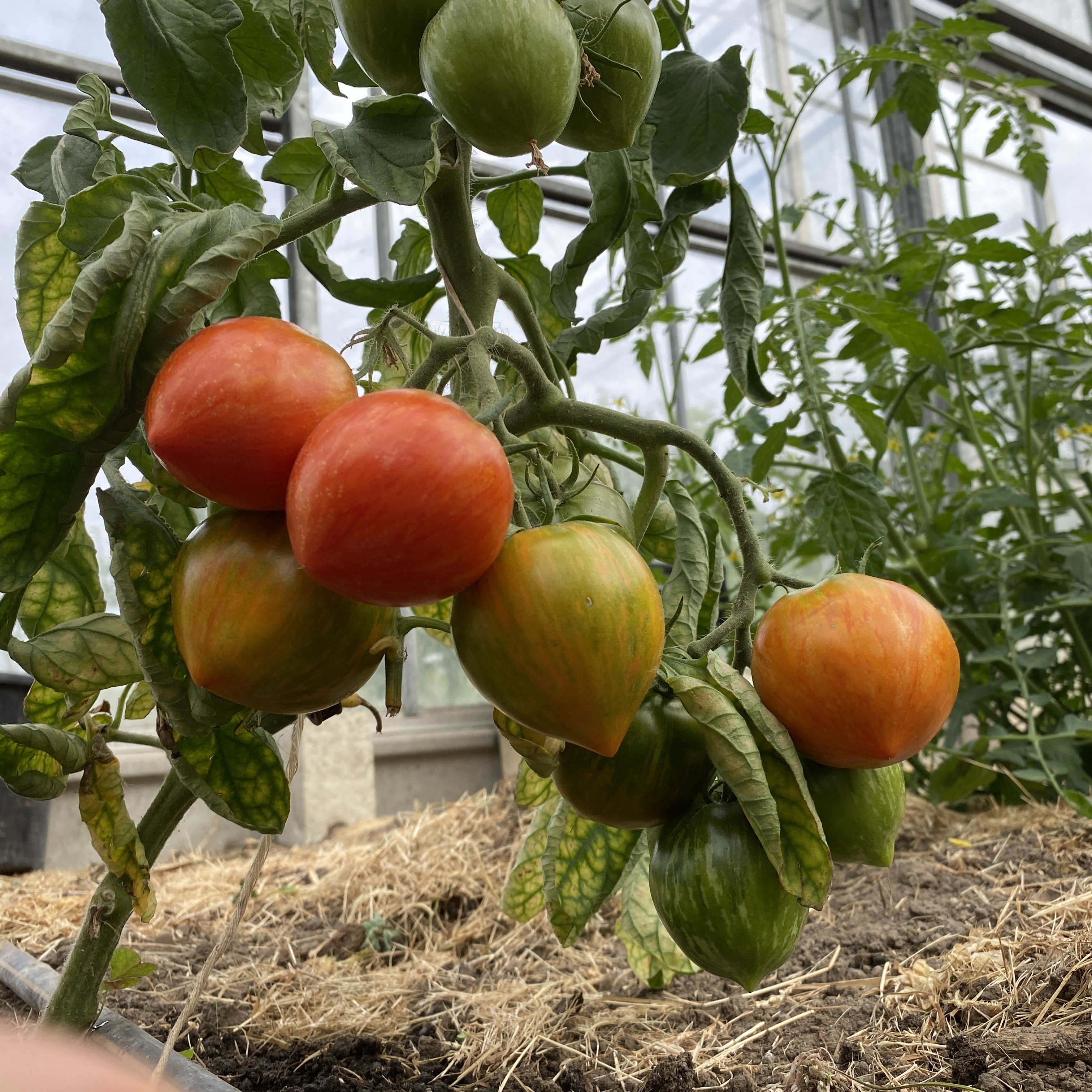 Tomatensaatgut The Oxbow Striped Heart