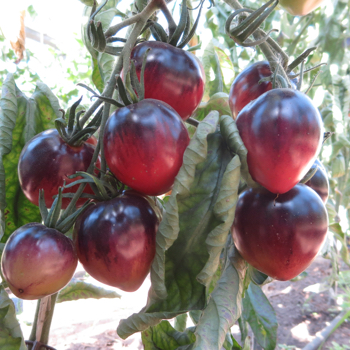 Orange,Rote und Blaue Tomatenraritäten
