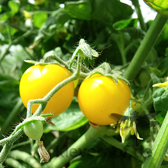 Gelbe Cherrys mit süßen Geschmack