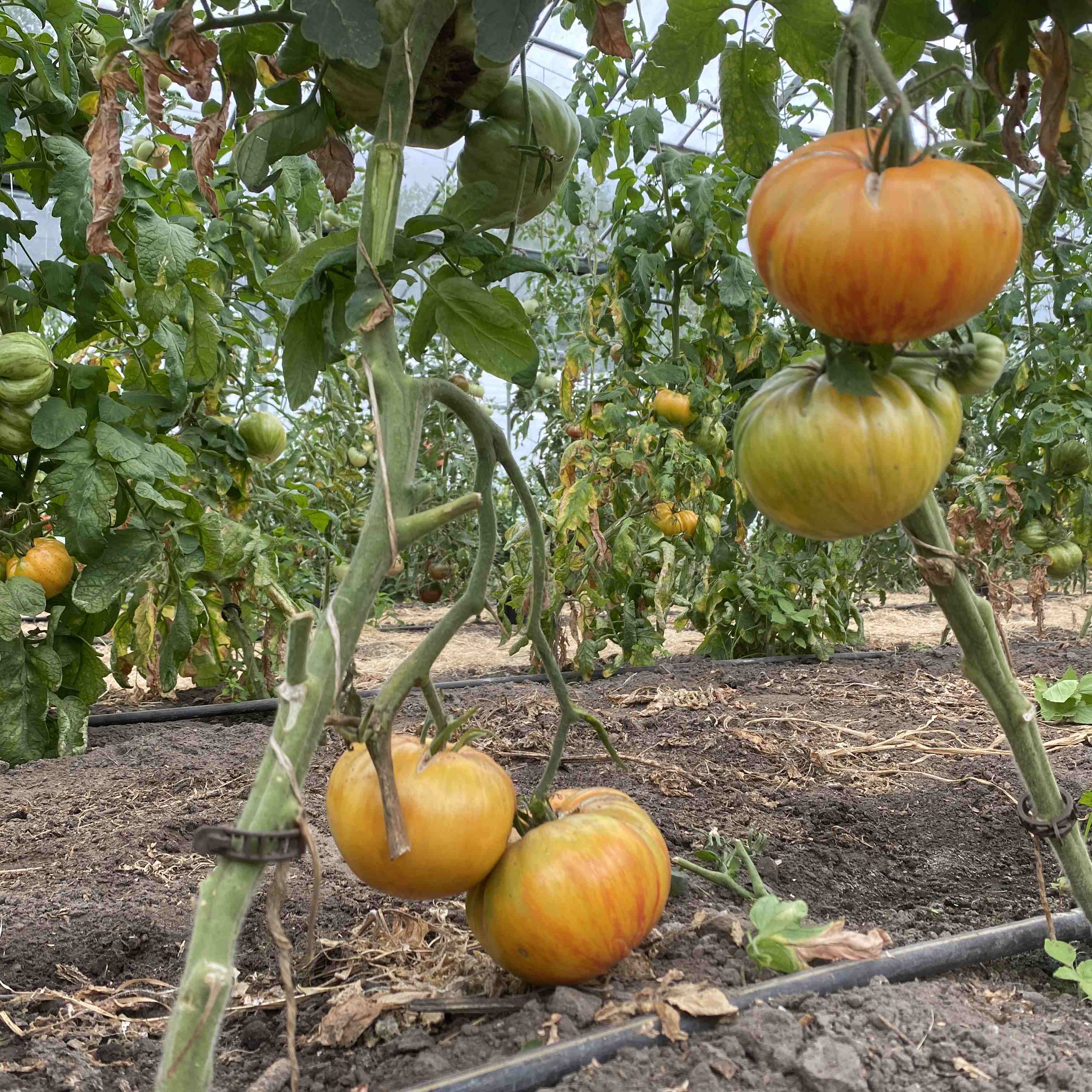 Tomatensaatgut Lover's Lunch