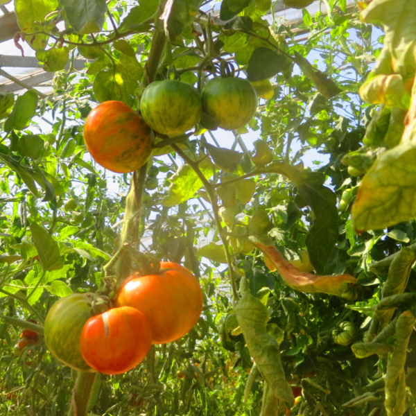 Orange und Rote Paradeiser mit grünen Streifen