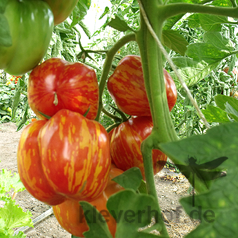 Orange Zebra Tomatenpflanze