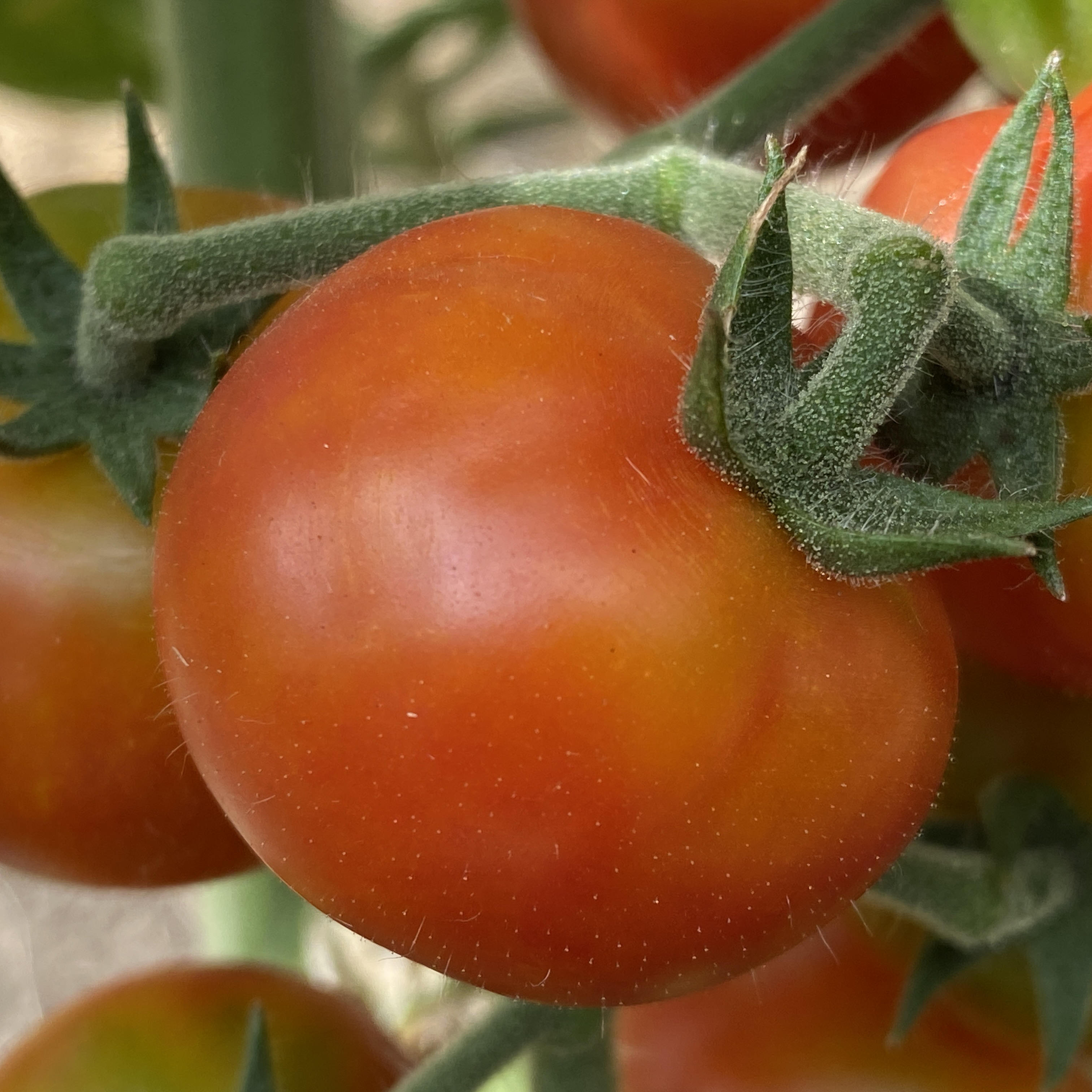 Tomatensaatgut Isis Candy Cherry