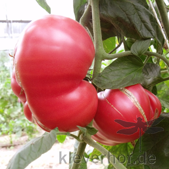 Rot und Pinke Geschmackvolle Bio Tomatenfrucht