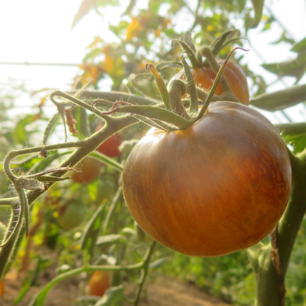 Braun gestreifte Tomate mit Geschmack