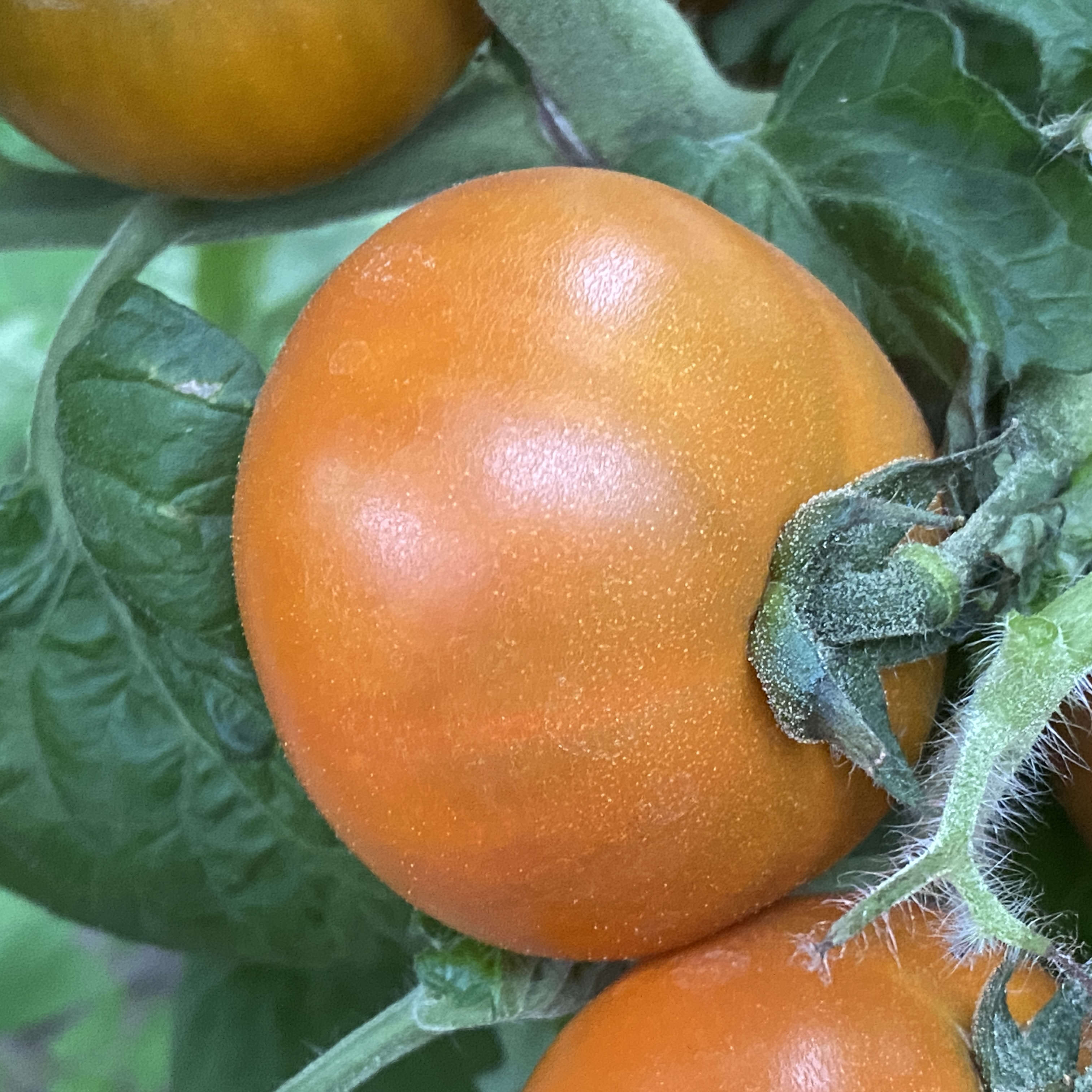 Tomatensaatgut Soul Patch