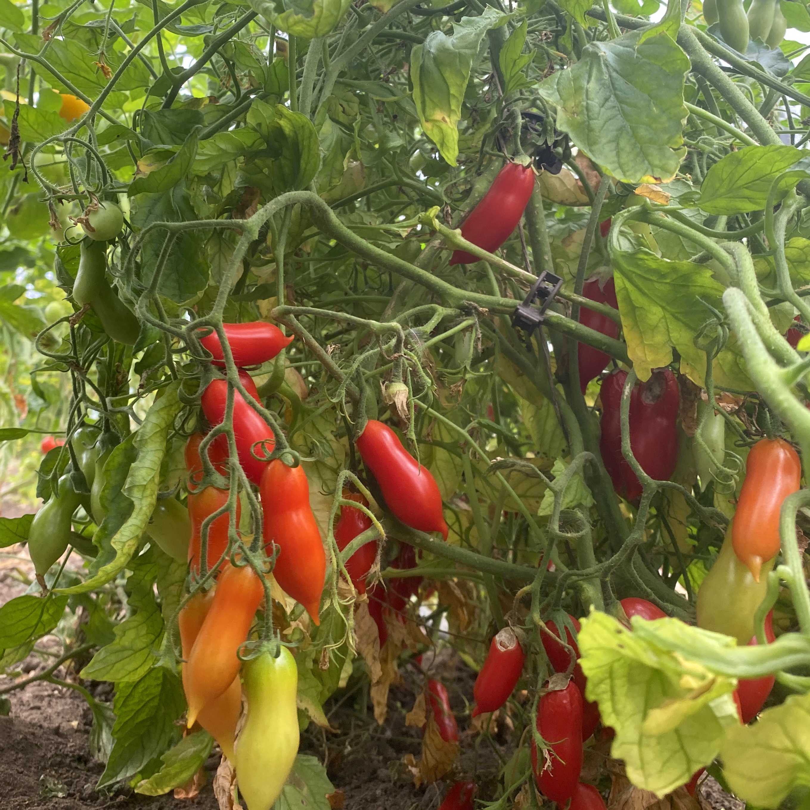 Tomatensaatgut Pelino
