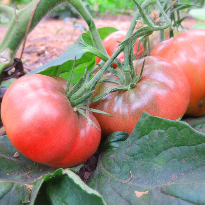 Rot und Pinke Tomatenfrucht