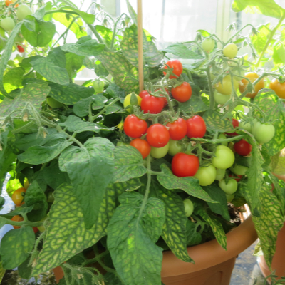 Wunderschöne rote Cherry Tomaten