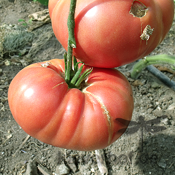 Rote und Pinke Geschmackvolle Bio TOmatenfrucht