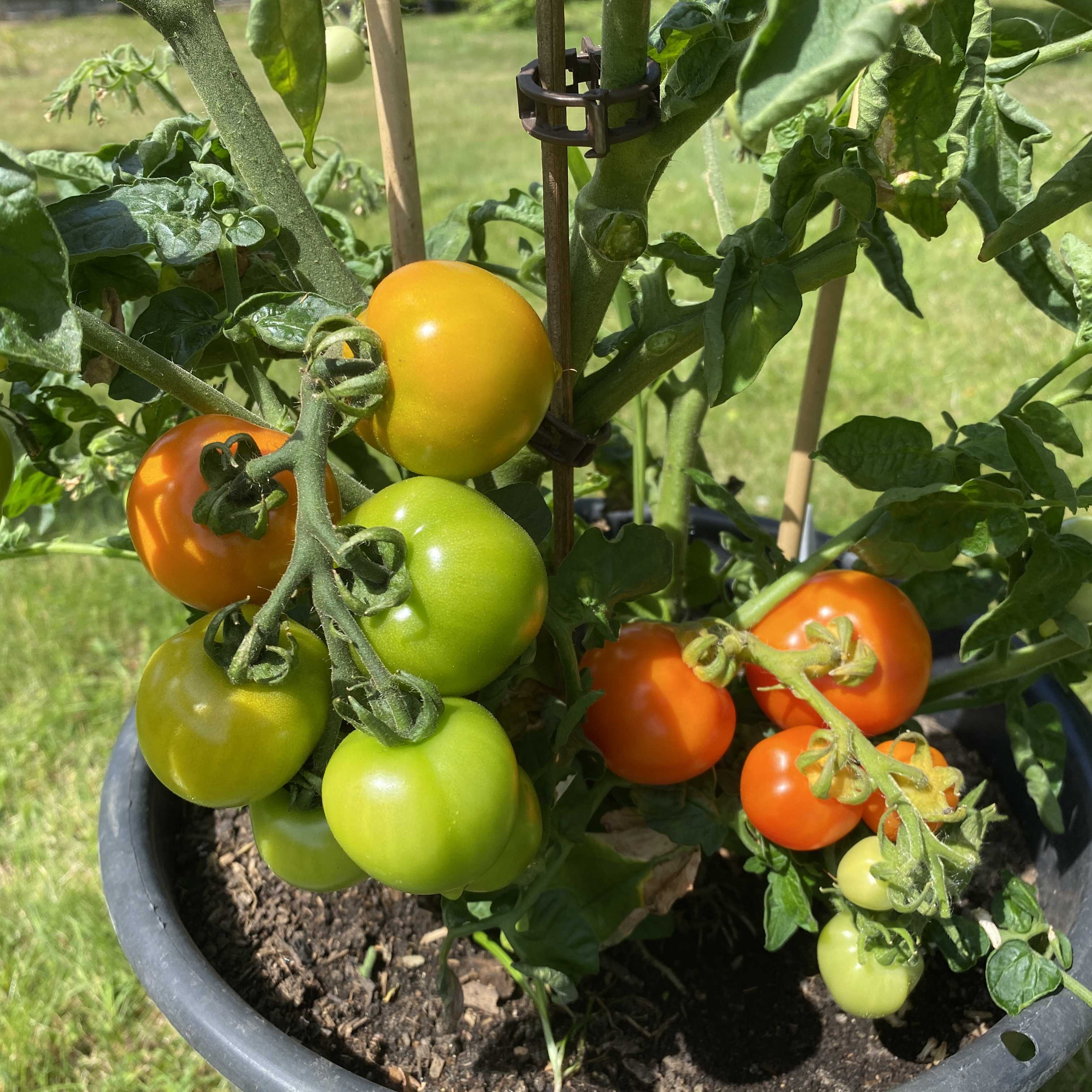 Tomatensaatgut Utenok