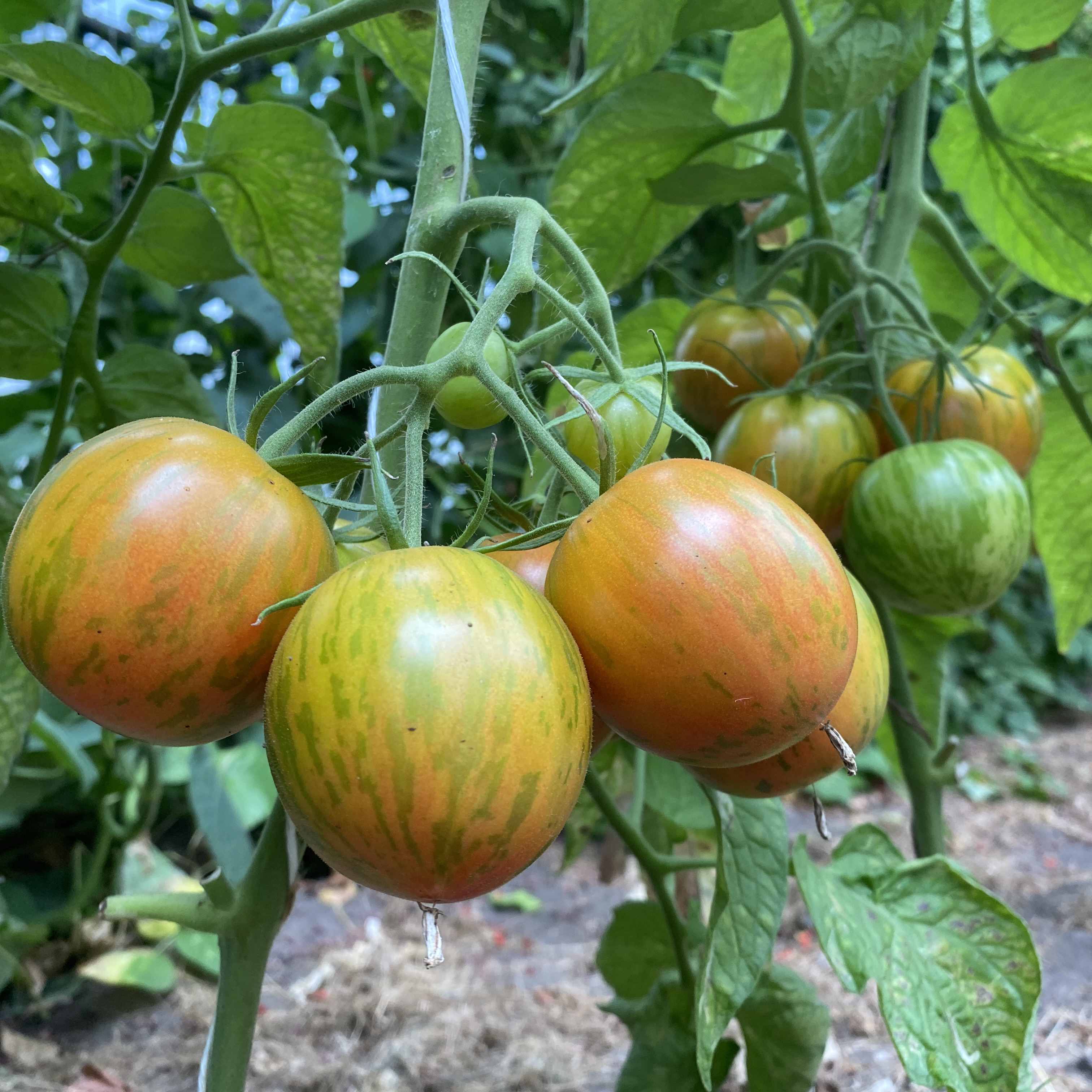 Tomatensaatgut K-54-68