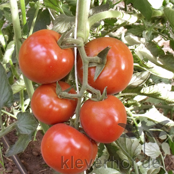 Runde Rote Tomatenfrucht