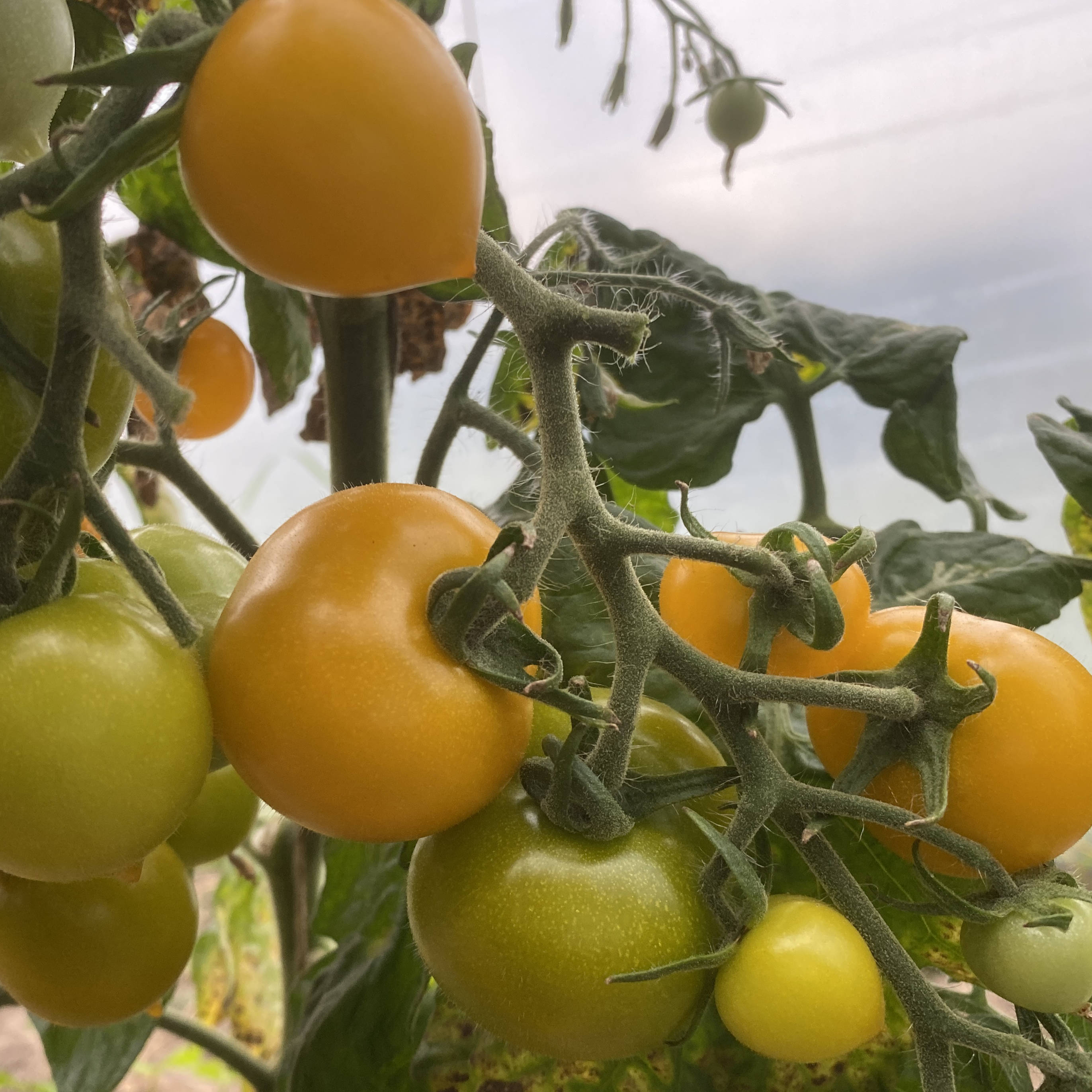 Tomatensaatgut Little Sun