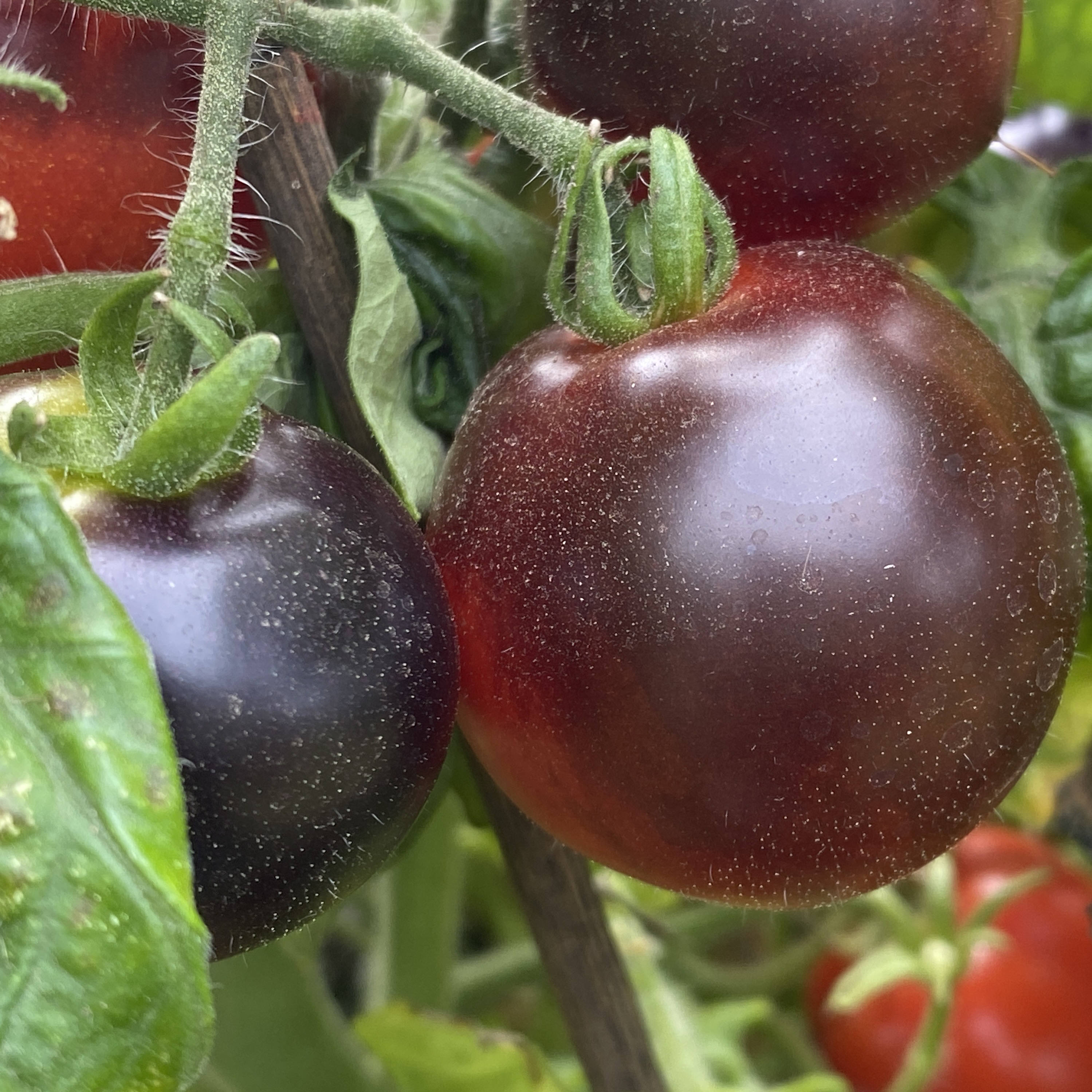 Tomatensaatgut Blaue Zimmertomate