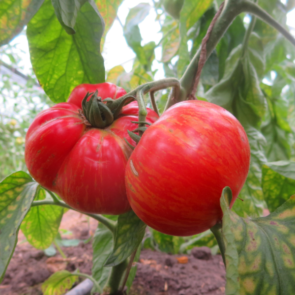 Rote Tomatensorte mit Orangen Streifen