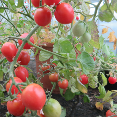 Rote cherry Tomatenvielfalt