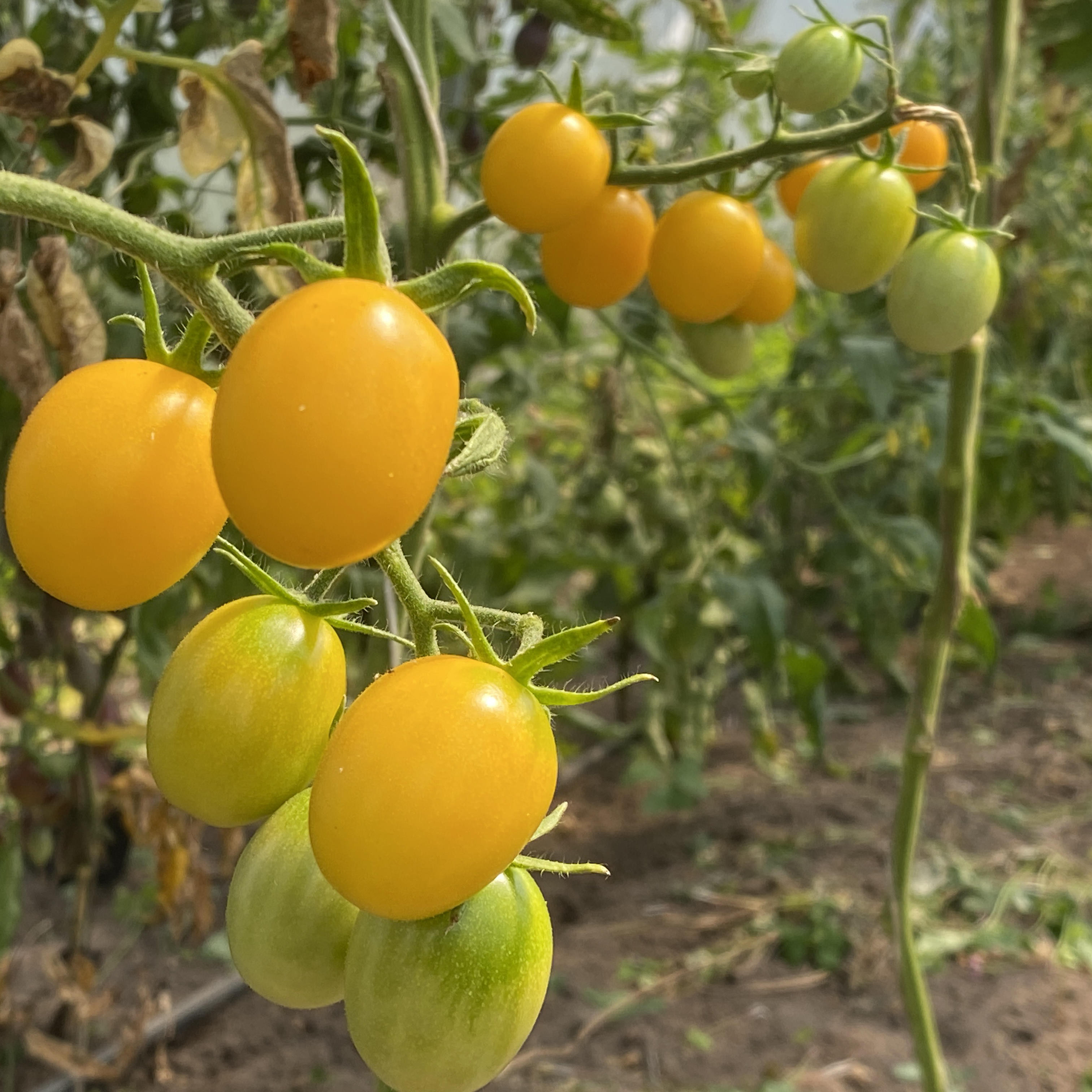 Tomatensaatgut Katinka