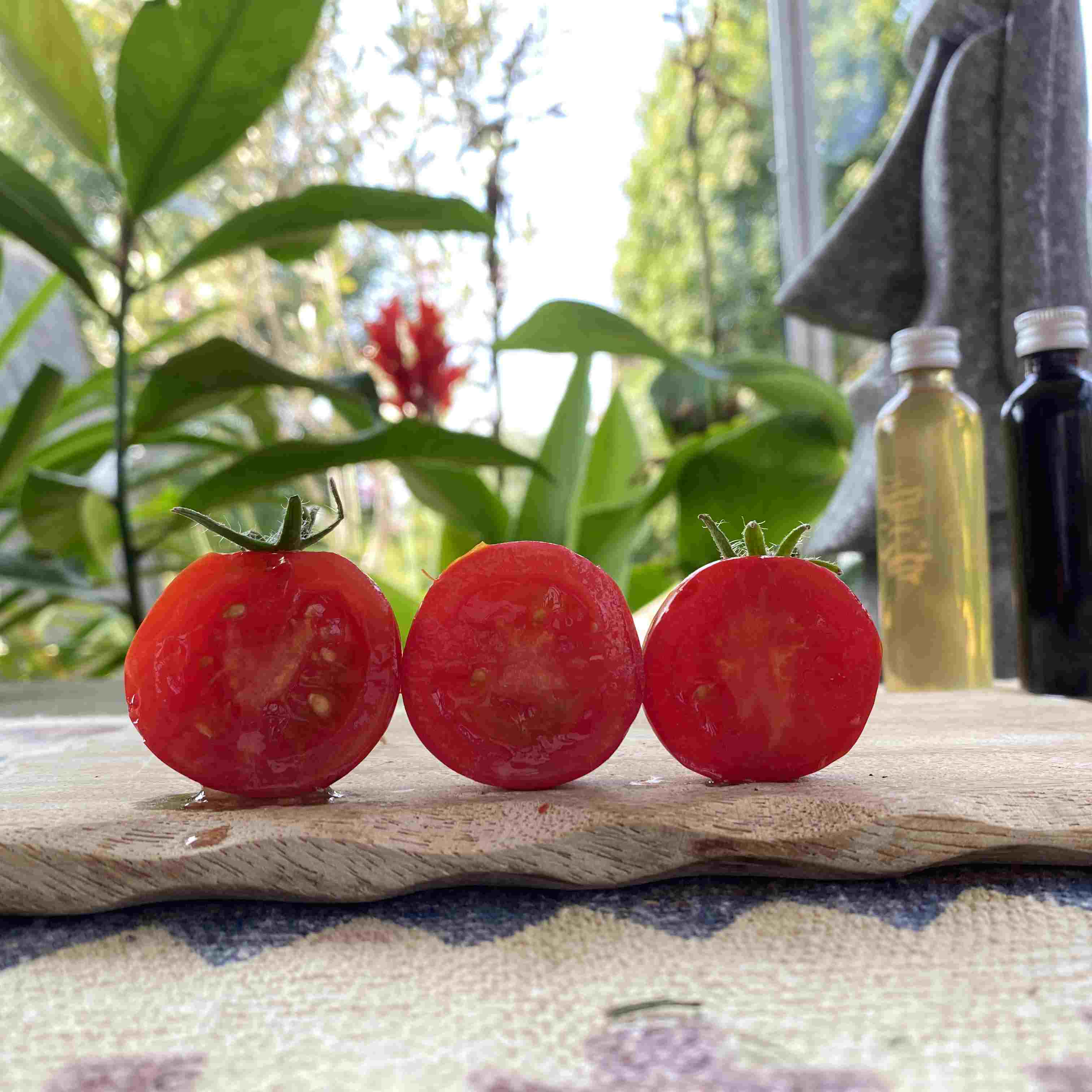 Tomatensaatgut Balkonstar