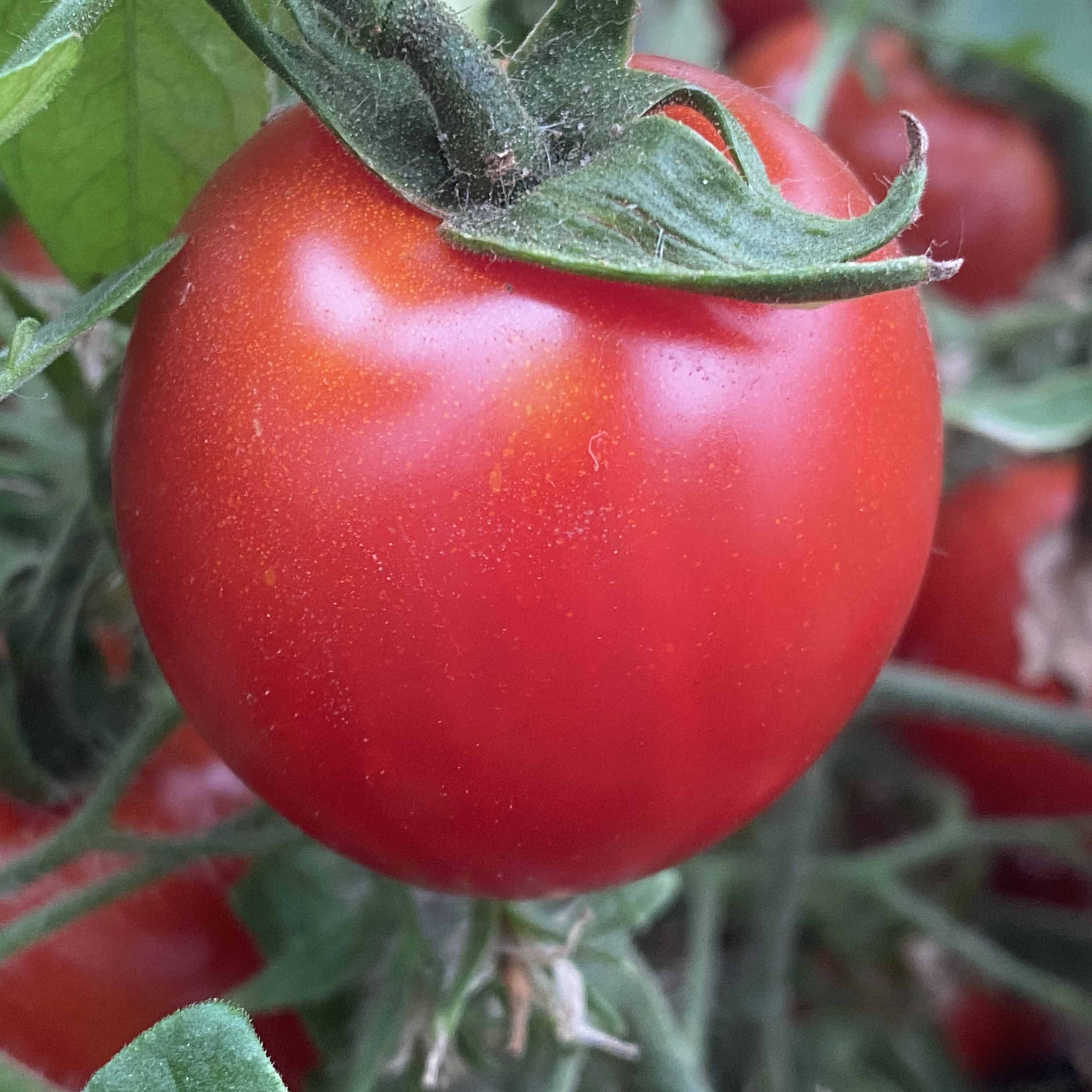 Tomatensaatgut Enchanting Cascade