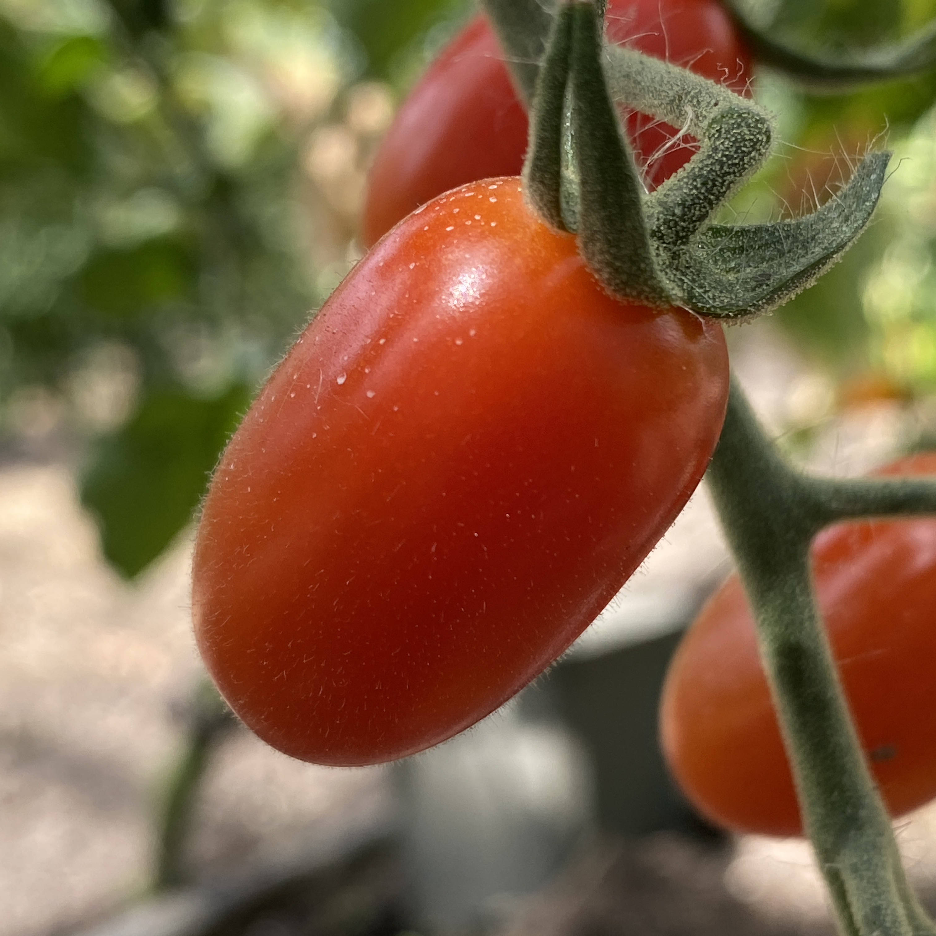 Tomatensaatgut Ambrosia