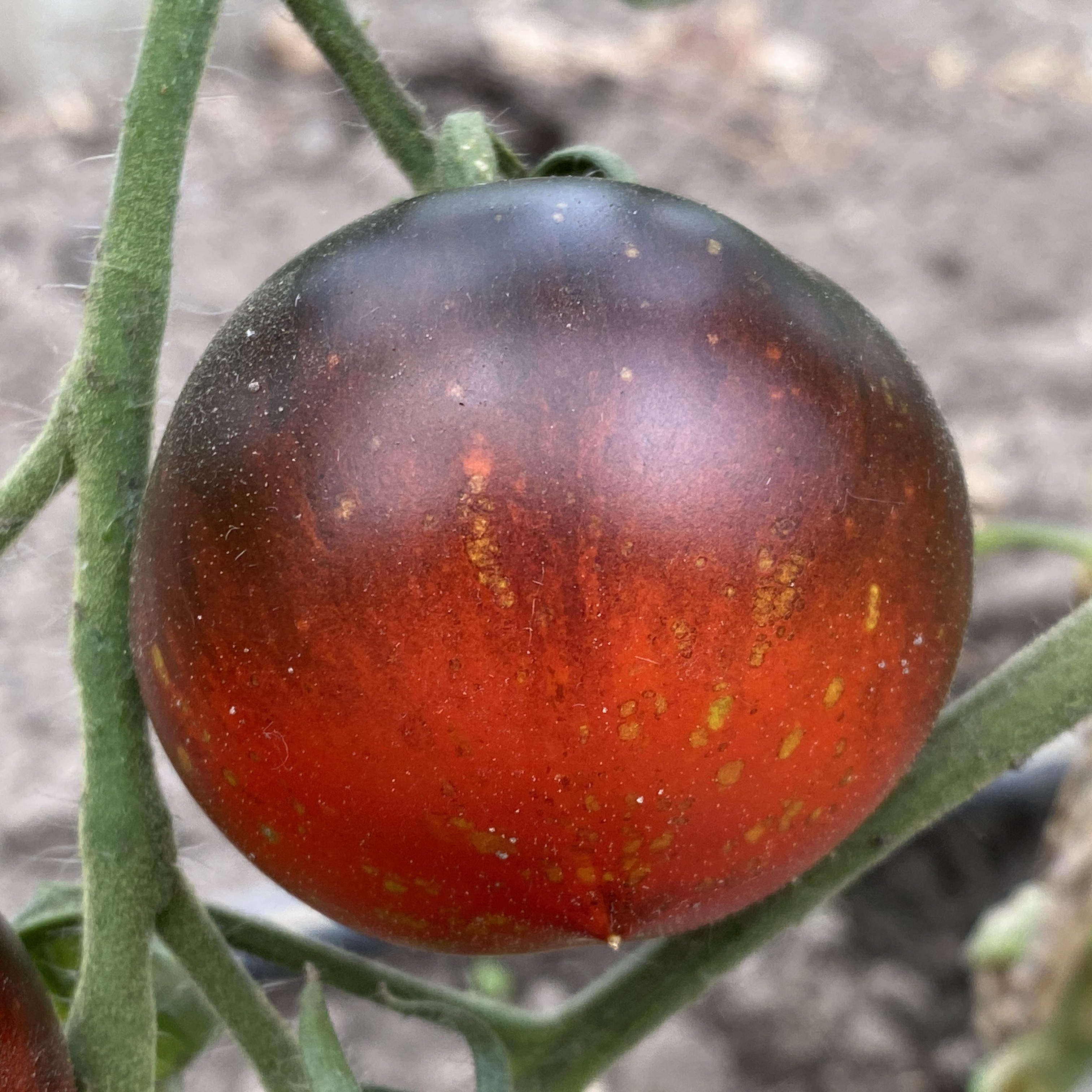 Tomatensaatgut Cosmos