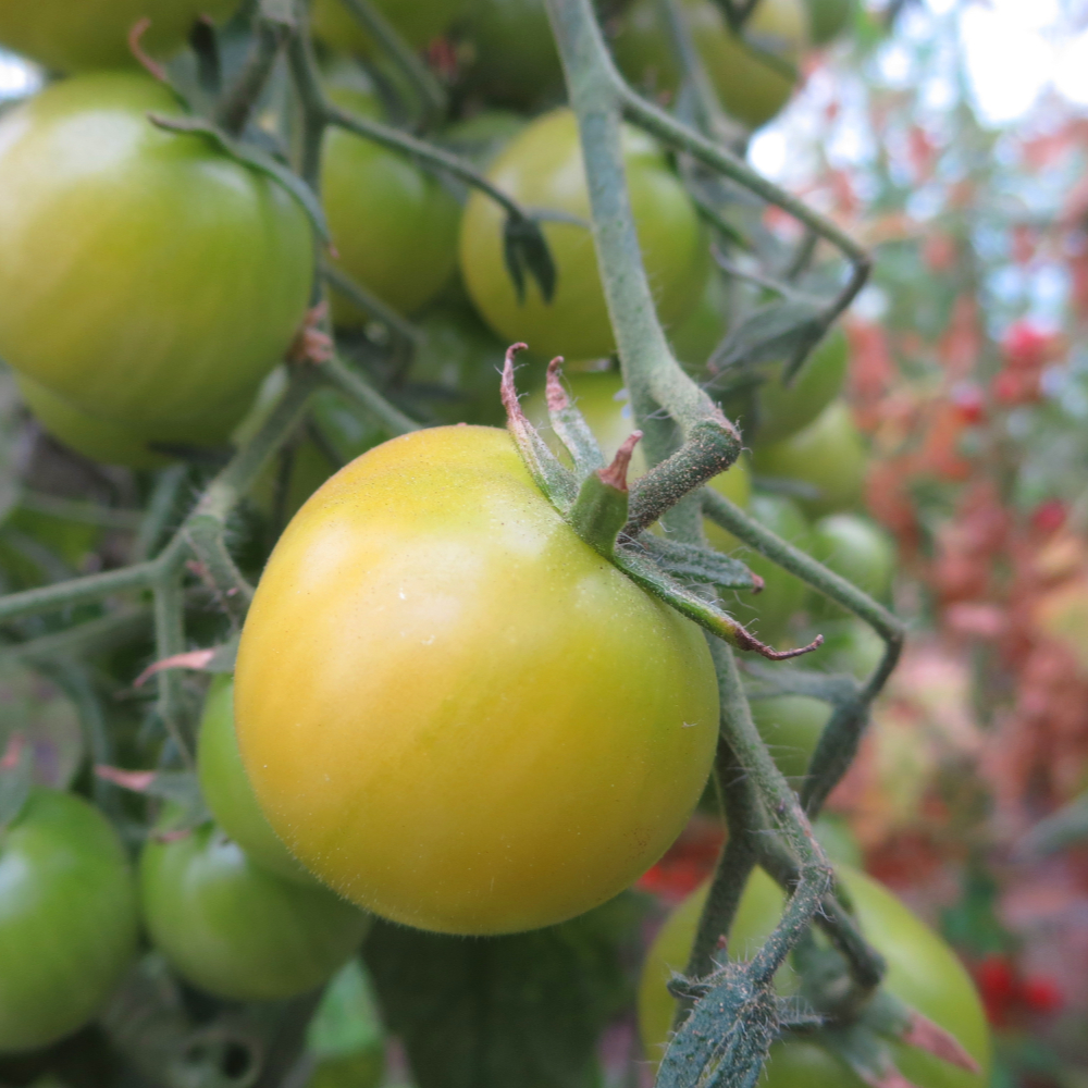 Grün/Gelbe Tomatenvielfalt