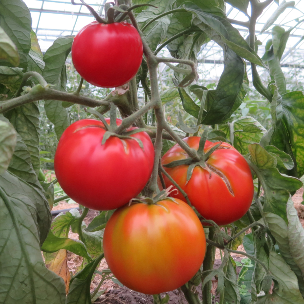 Prallrote Tomatenfrucht