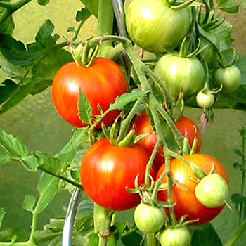 Prachtvolle gestreichte Tomatenfrucht