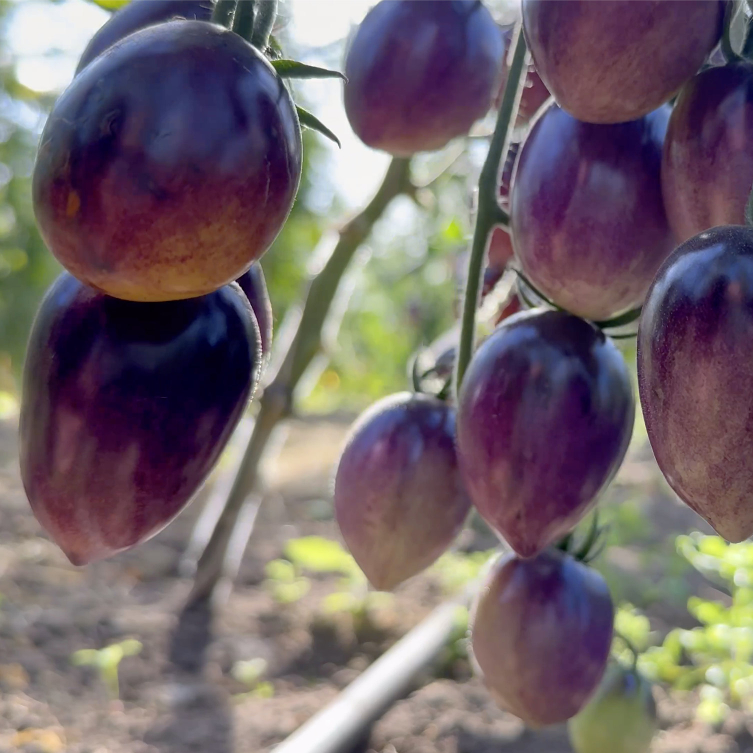 Tomatensaatgut Märchenmagie
