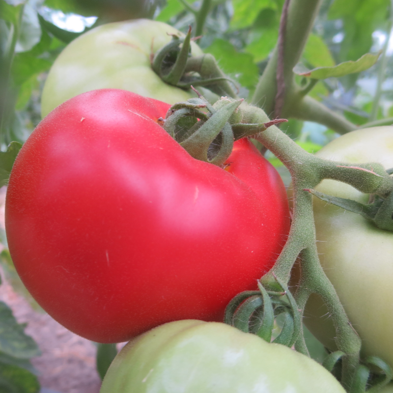 Prall rote Tomate mit tollem Geschmack