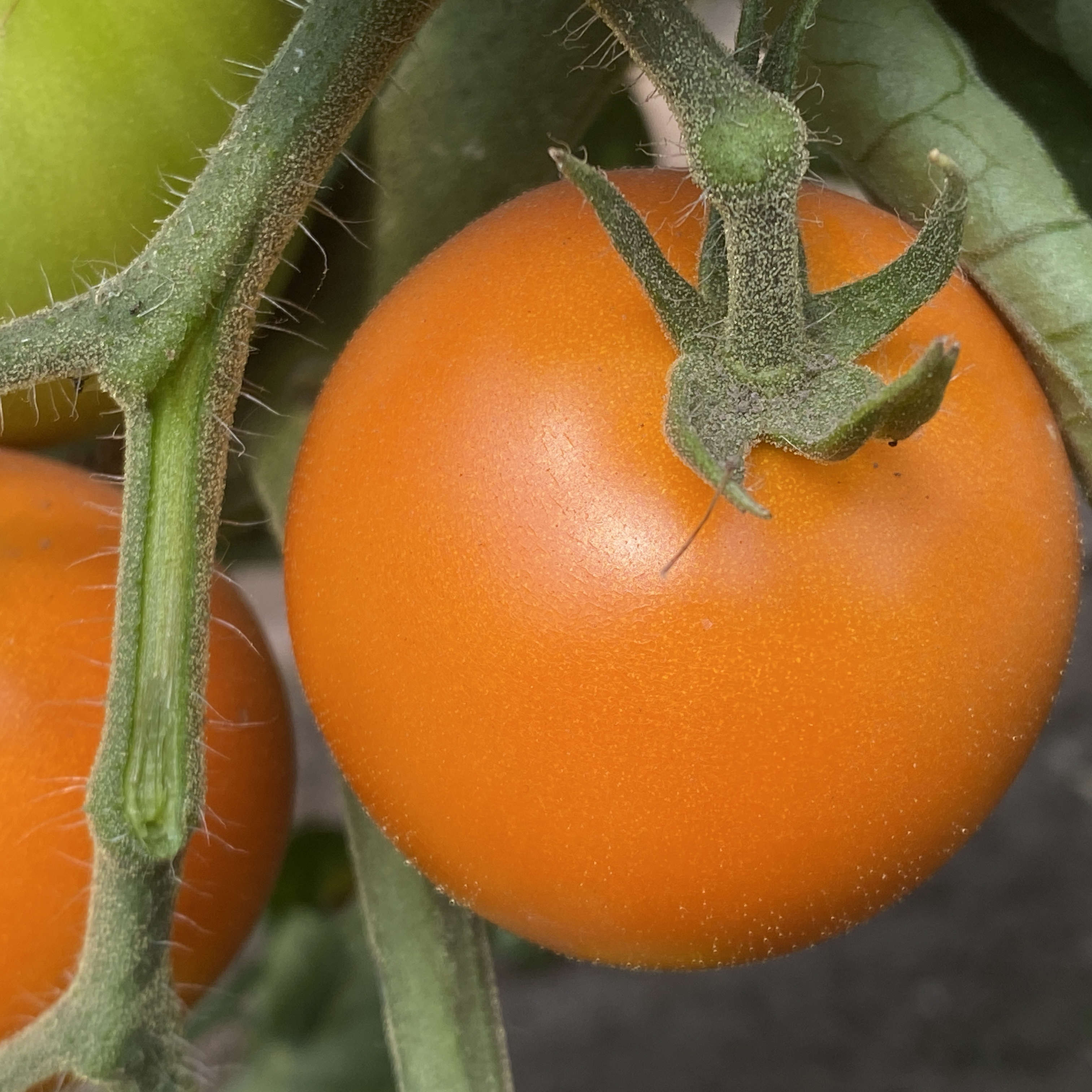 Tomatensaatgut Sungella