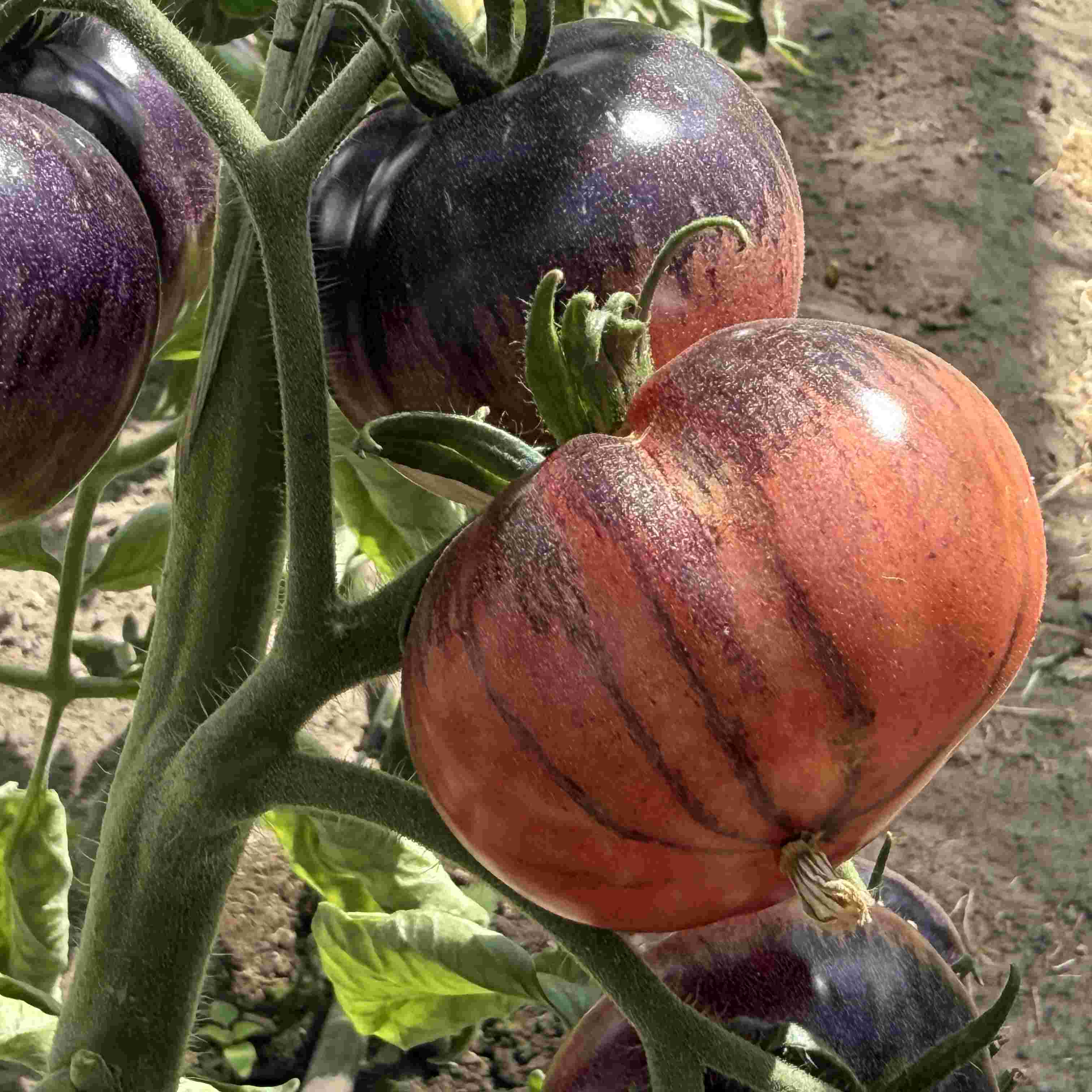 Tomatensaatgut Amethyst Jewel