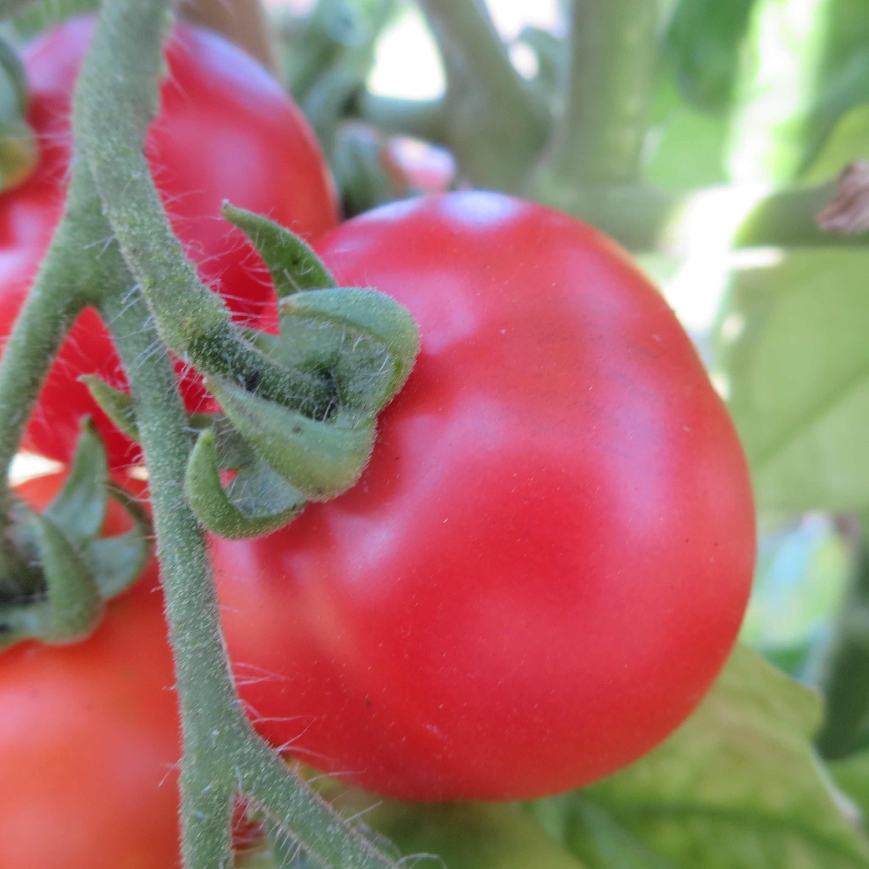 Tomatensaatgut Iris