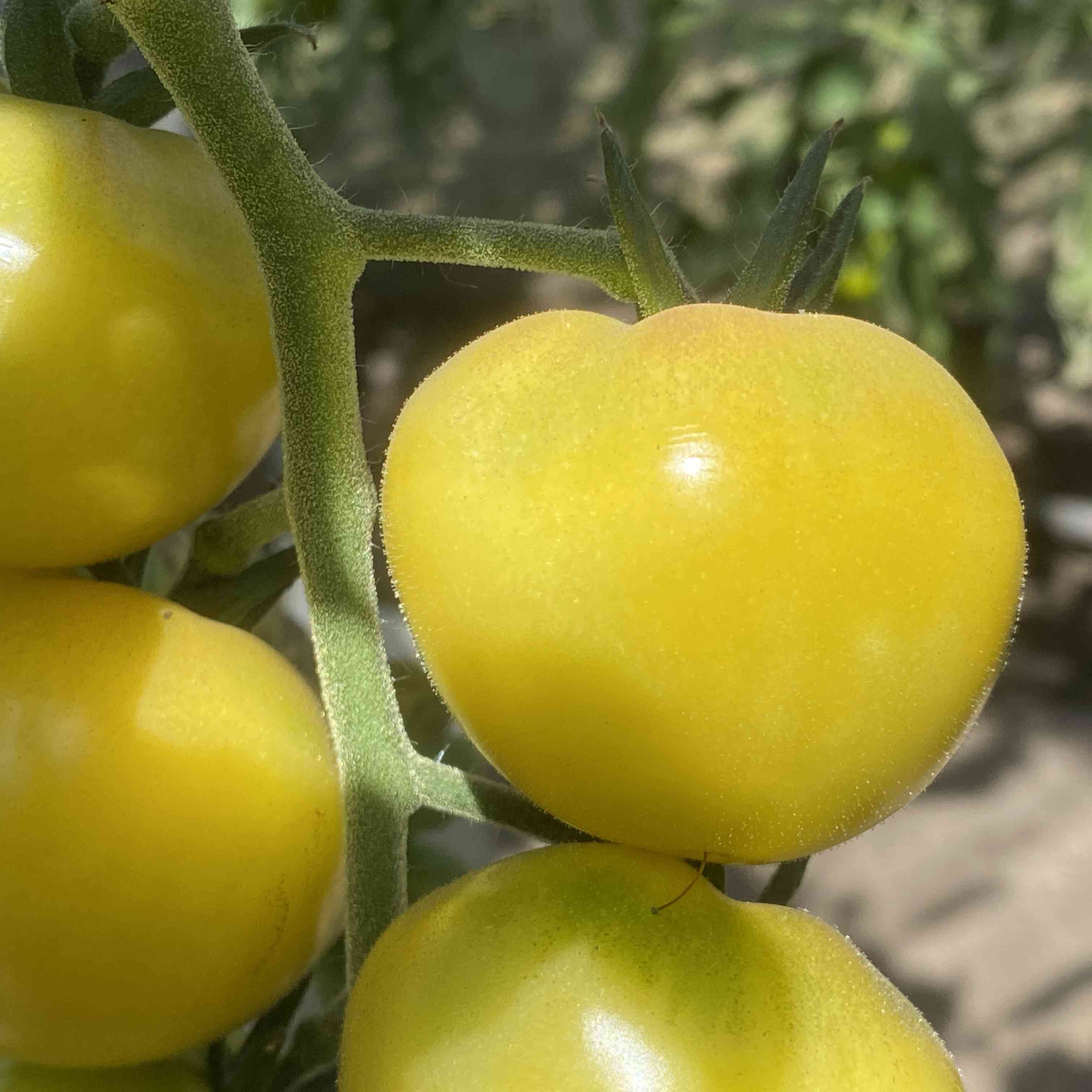 Tomatensaatgut Snow Prince