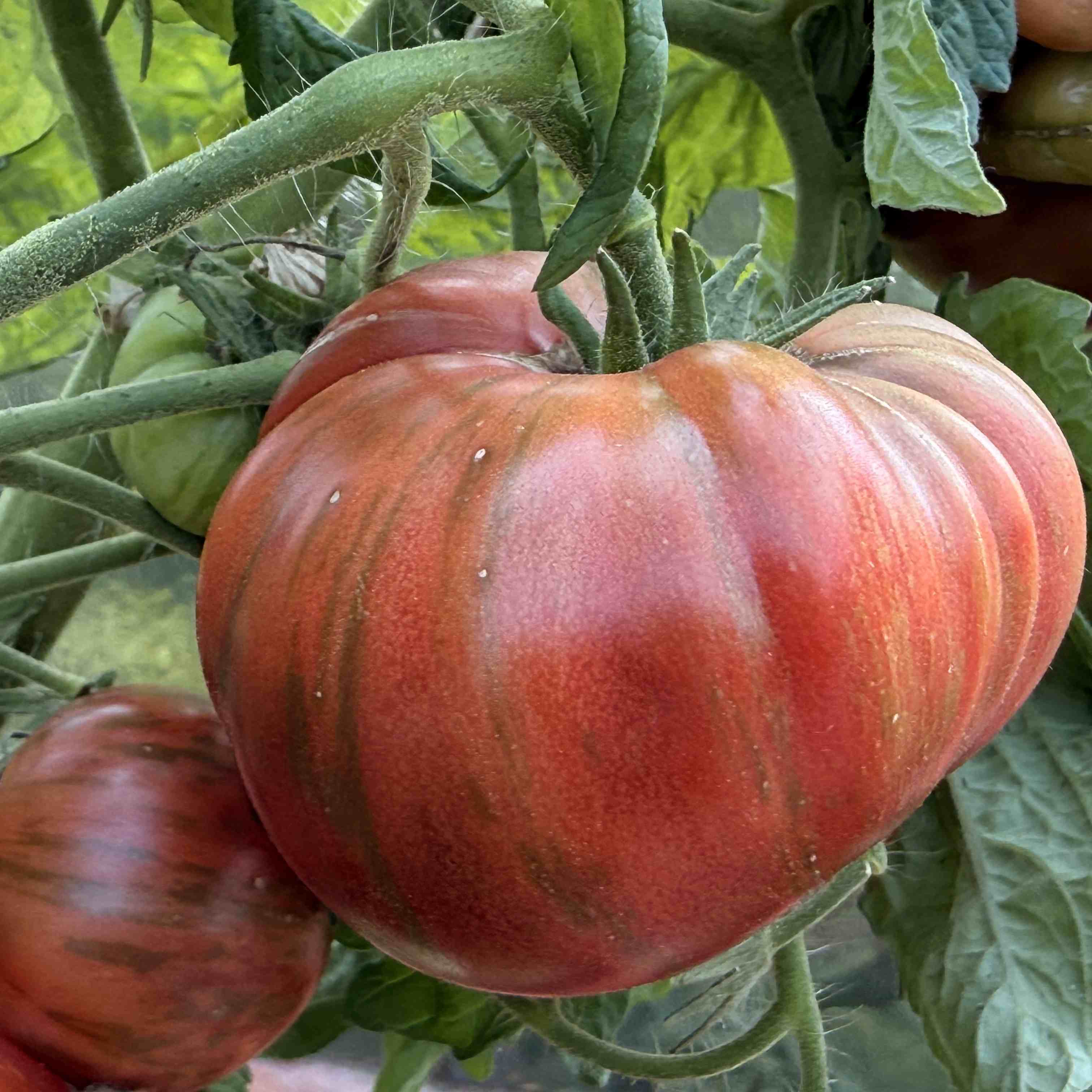 Tomatensaatgut Adelaide Festival