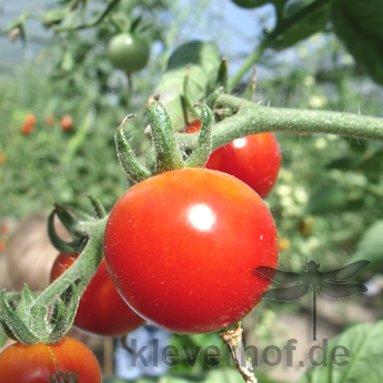 Rote Cherry Tomatensorte mit Geschmack