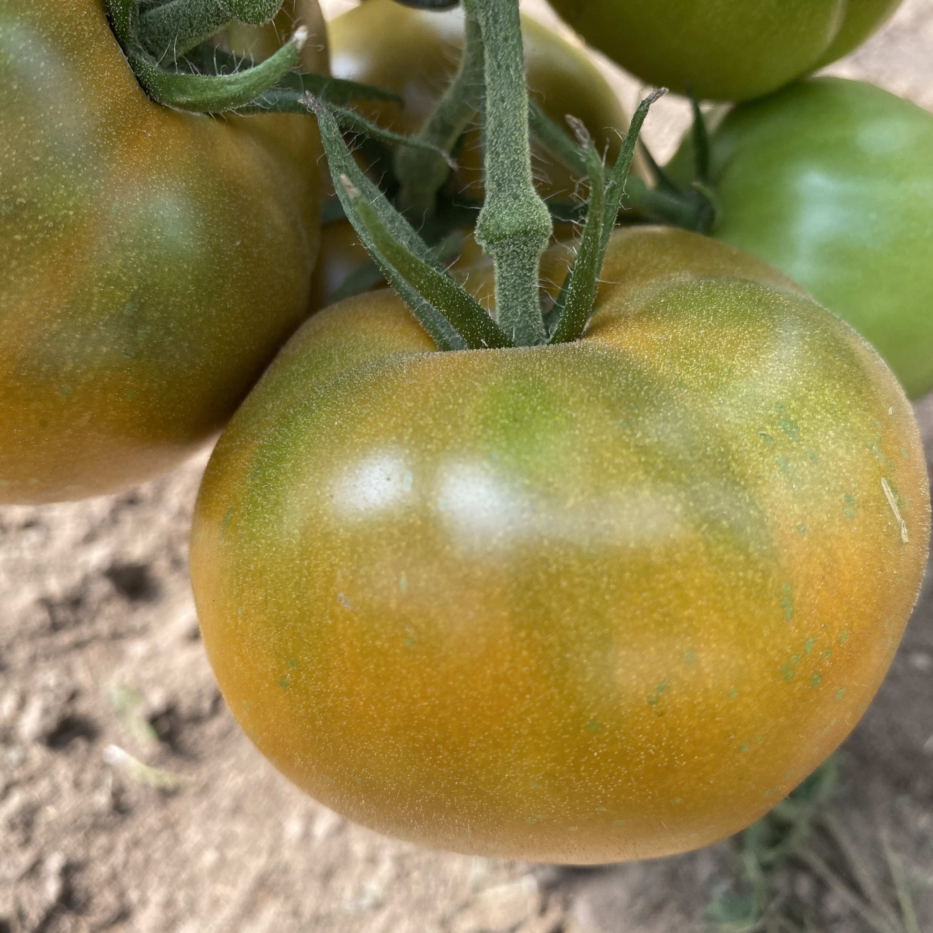 Tomatensaatgut Kiwani