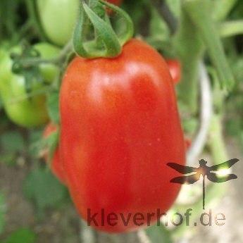 Rote längliche Tomatenfrucht