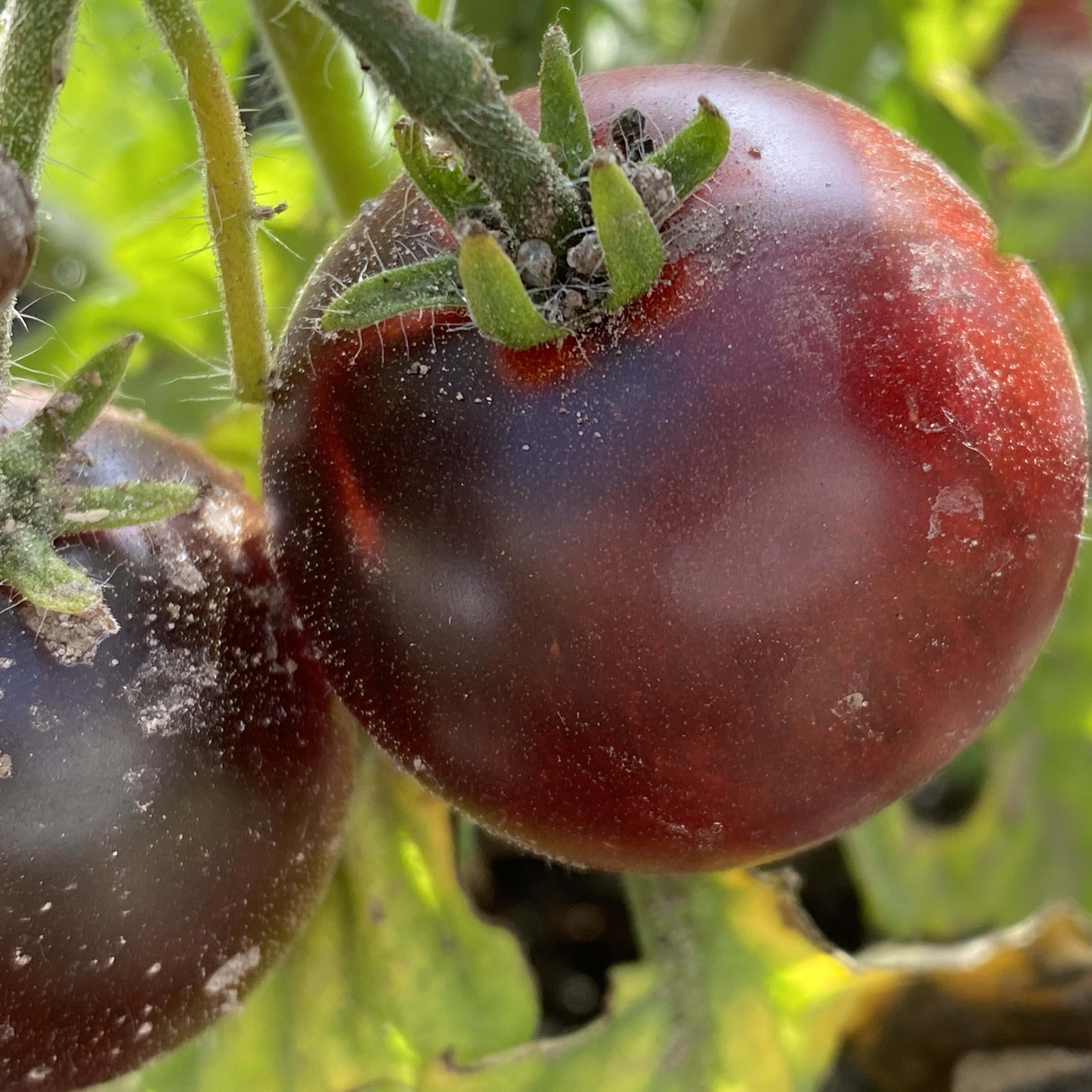 Tomatensaatgut Tartufo
