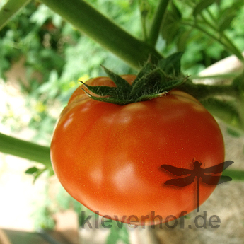 Tomatensaatgut Isis Candy