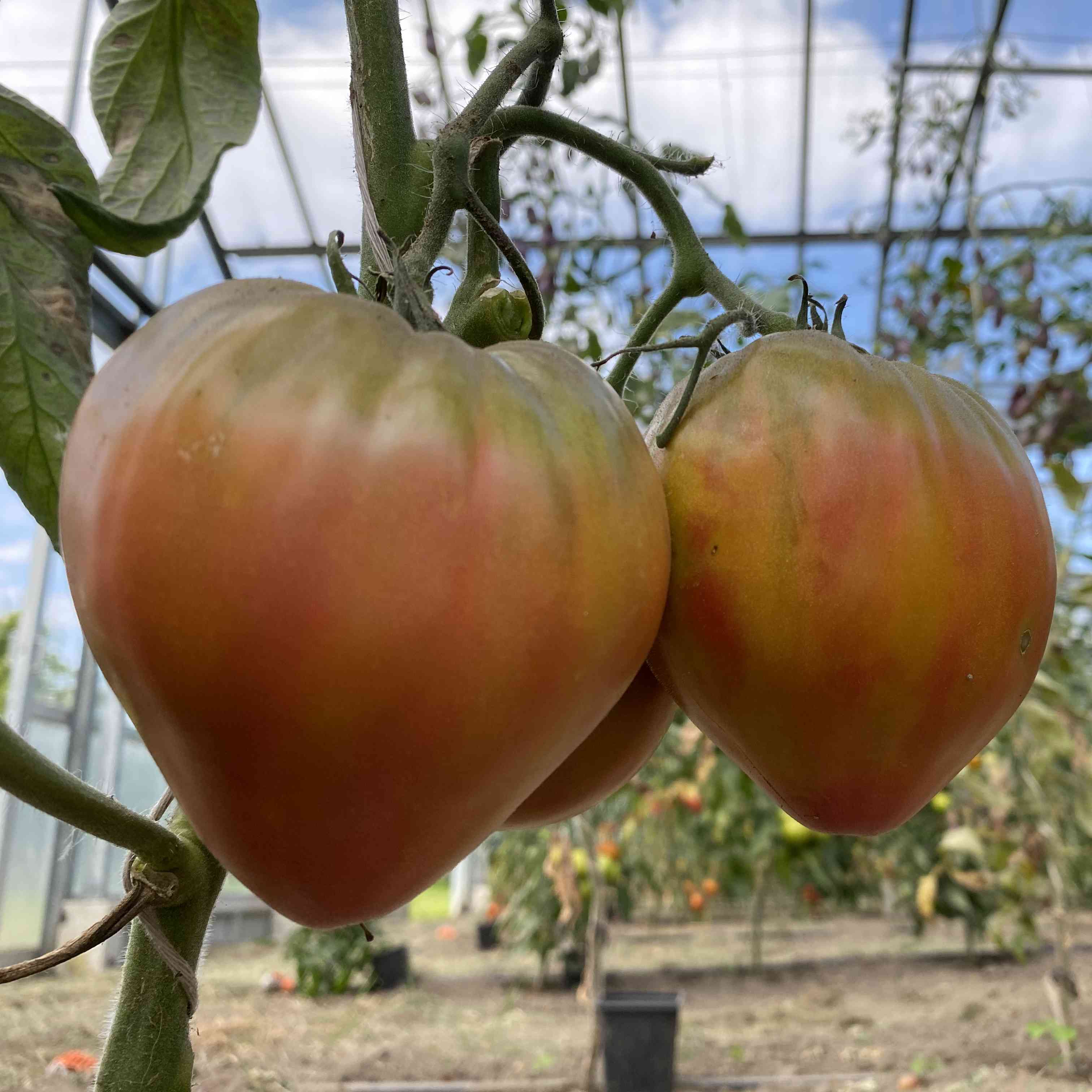 Tomatensaatgut Taiga