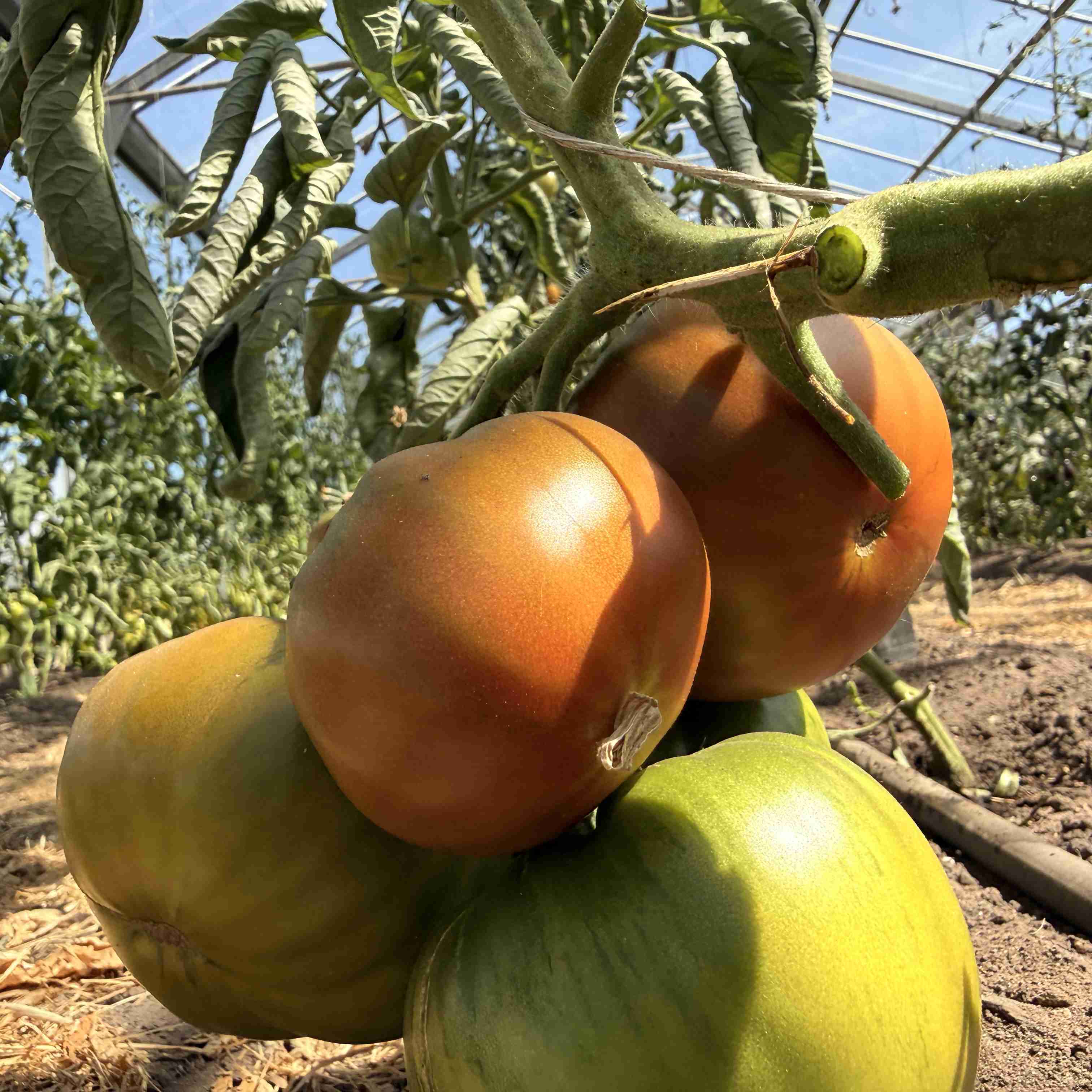 Tomatensaatgut Black Brandywine