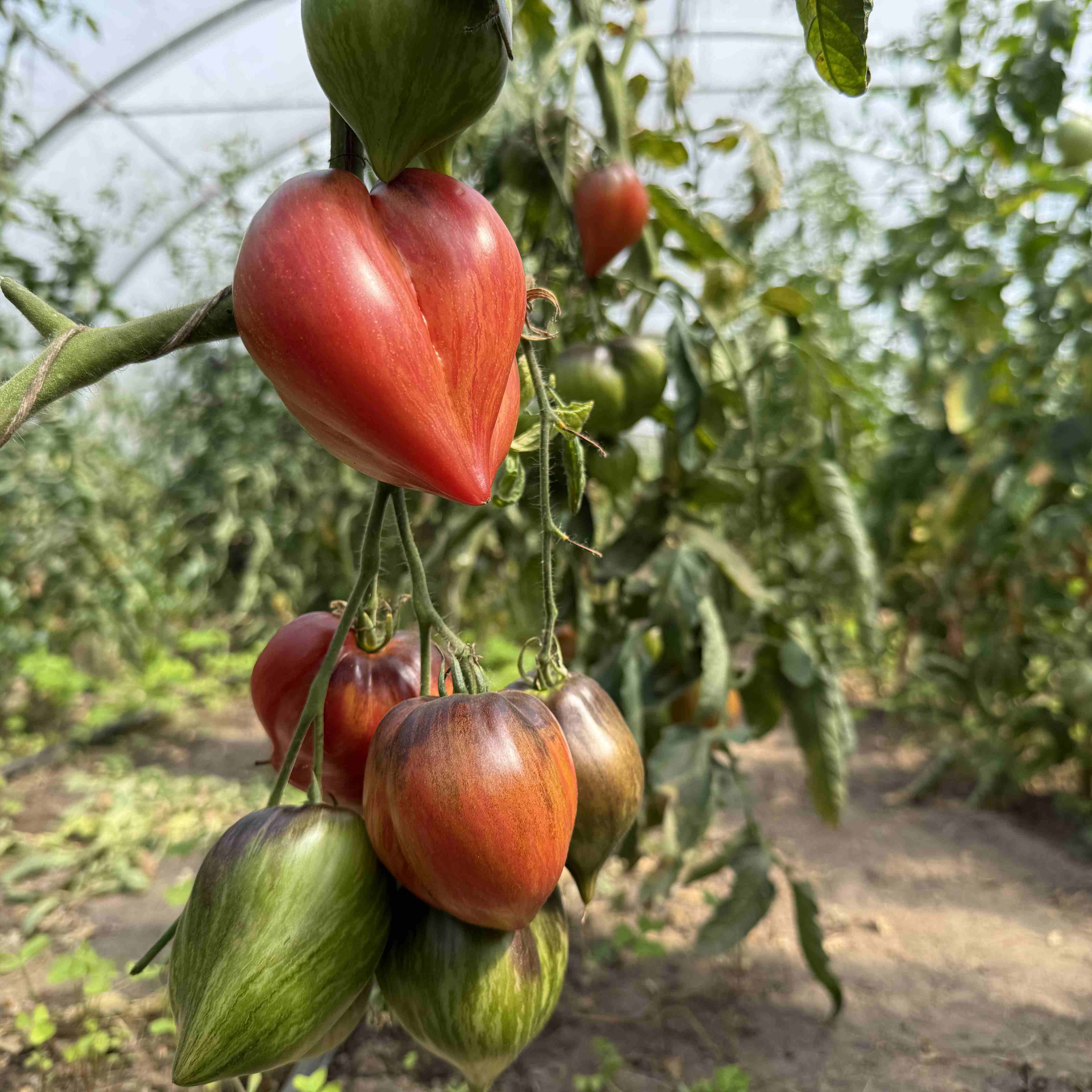 Tomatensaatgut Crushed Heart