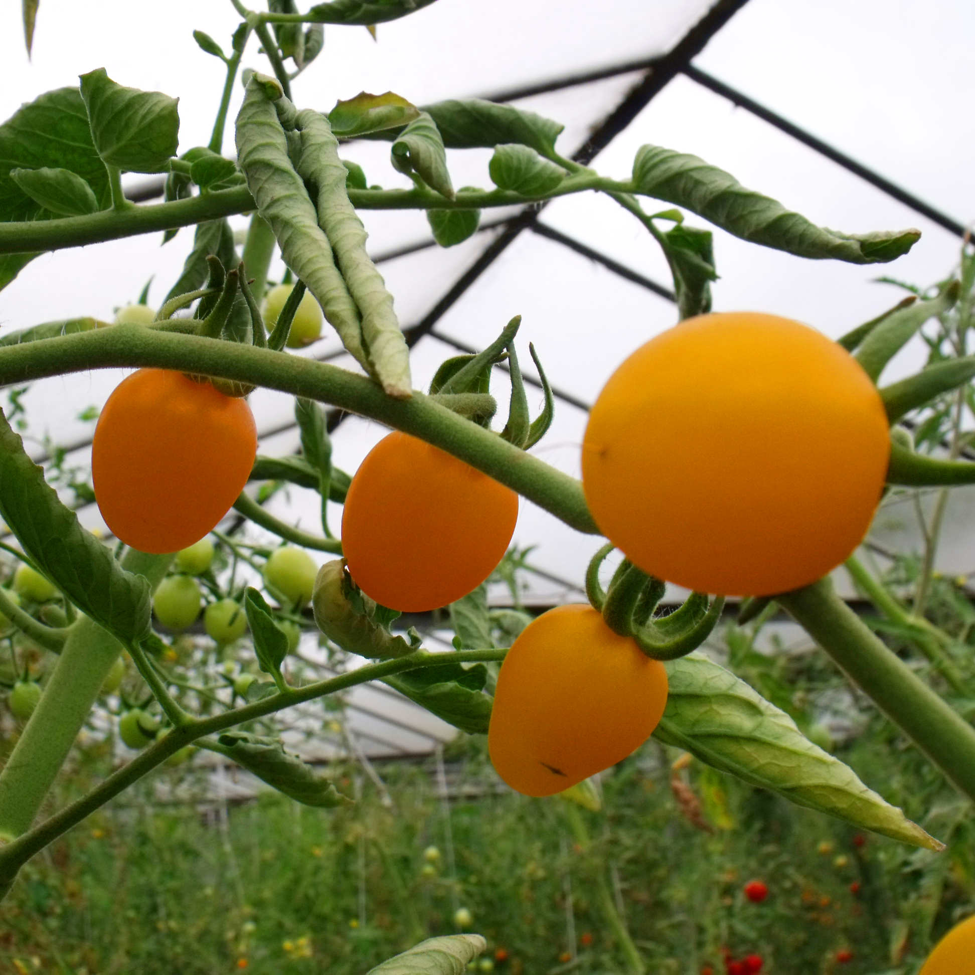 Tomatensaatgut Cerise Gelb