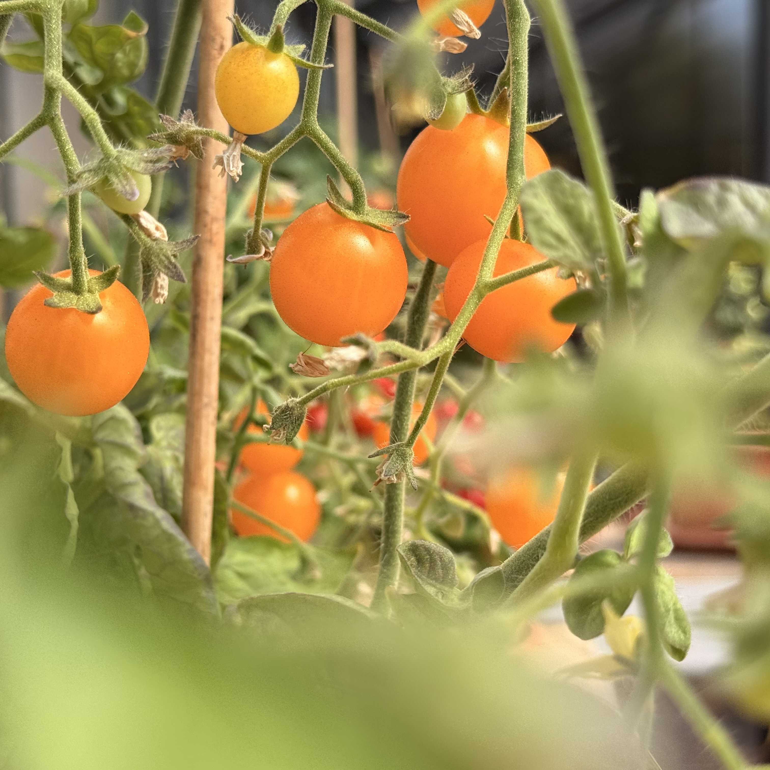 Tomatensaatgut Yellow Pigmy