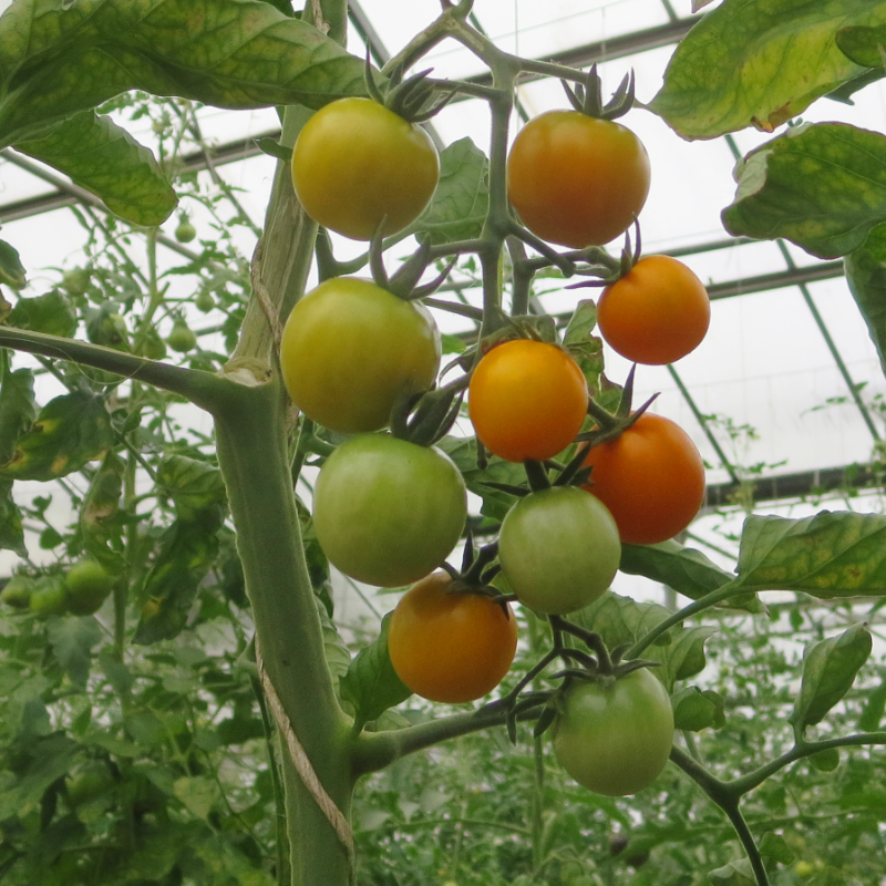 Orange Tomatenvielfalt mit Geschmack